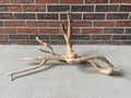 Natural Honeysuckle - Reptile or Aquatic Accessory - H000001